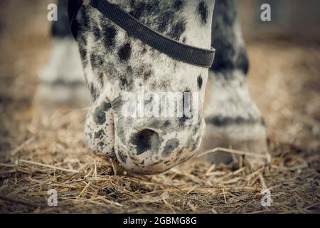 Nez d'un cheval tacheté en gros plan. Gros plan sur le museau de cheval. Jeune cheval sportif appaloosa couleur dans un halter dans le levada. Portrait d'un pied de sport blanc Banque D'Images