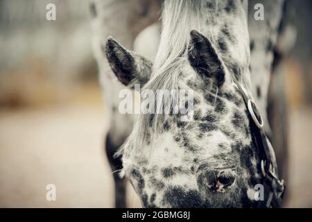 Gros plan sur les oreilles d'un cheval tacheté. Gros plan sur le museau de cheval. Jeune cheval sportif appaloosa couleur dans un halter dans le levada. Portrait d'un pied de sport blanc Banque D'Images