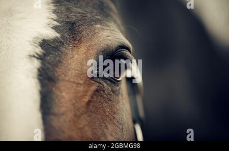 Œil d'un cheval brun avec une gorge blanche sur le museau gros plan. Gros plan sur le museau d'un sportif. Banque D'Images