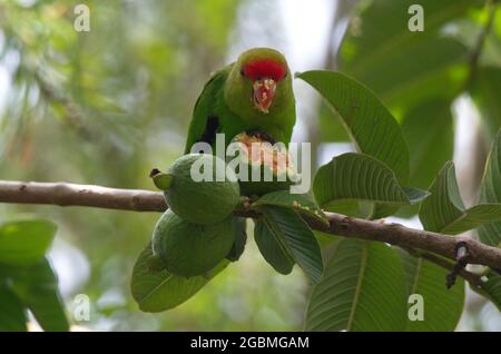 Portrait en gros plan d'un oiseau à ailes noires (Agapornis taranta) face recouverte de fruits de goyave, lac Awassa, Éthiopie. Banque D'Images