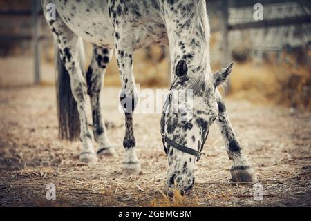 Jeune cheval sportif appaloosa couleur dans un halter dans le levada. Portrait d'un étalon de sport blanc avec des taches noires. Gros plan sur le museau de cheval Banque D'Images