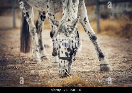 Jeune cheval sportif appaloosa couleur dans un halter dans le levada. Portrait d'un étalon de sport blanc avec des taches noires. Gros plan sur le museau de cheval Banque D'Images