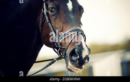 Sports équestres. Portrait de l'étalon de sport dans la bride. Dressage de chevaux dans l'arène. Gros plan sur le museau de cheval Banque D'Images