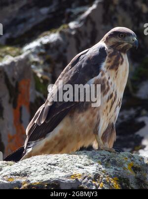 Gros plan sur le portrait de profil de Tawny Eagle (Aquila rapax) perching sur des rochers Parc national des monts Bale, Éthiopie. Banque D'Images