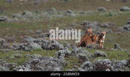 Portrait en gros plan de trois loups éthiopiens sauvages et en voie de disparition (Canis simensis) au repos, parc national des monts Bale, Éthiopie. Banque D'Images