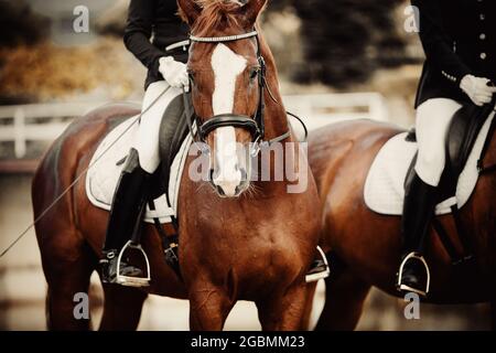 Sports équestres.deux chevaux de sport combinaison de sorrel. Portrait d'un cheval de sorrel avec une gorge blanche sur son museau.la jambe du cavalier dans l'étrier, ridi Banque D'Images