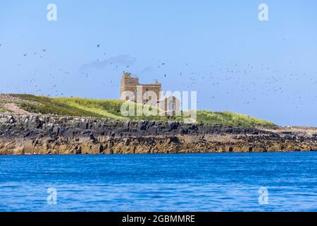 Les ruines de la chapelle Saint-Cuthbert sur l'île Inner Farne dans les îles Farne au large de la côte de Northumberland, au nord-est de l'Angleterre, au Royaume-Uni Banque D'Images