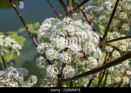 Vue rapprochée du umbellifer, Hotweed, Heracleum sphondylium, floraison à Surrey, sud-est de l'Angleterre, Royaume-Uni avec un aéroglisseur Banque D'Images