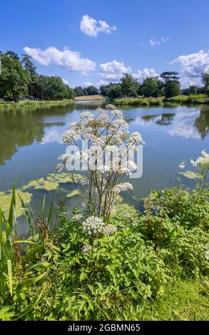 Heracleum sphondylium, floraison aux paysages de Hamilton de Painshill Park, jardins paysagers de Cobham, Surrey, sud-est de l'Angleterre, Royaume-Uni Banque D'Images