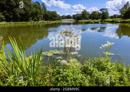 Heracleum sphondylium, floraison aux paysages de Hamilton de Painshill Park, jardins paysagers de Cobham, Surrey, sud-est de l'Angleterre, Royaume-Uni Banque D'Images