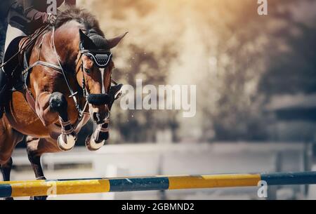 Le cheval de la baie surmonte un obstacle. Sports équestres, saut. Surmonter les obstacles. Cheval de saut. Dressage de chevaux dans l'arène. Compétition de saut Banque D'Images