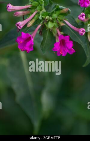 Mirabilis jalapa fleurit sur fond vert Banque D'Images