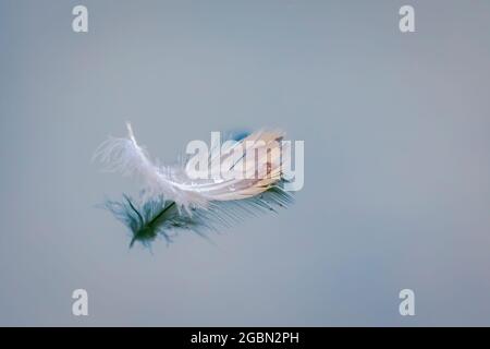 plume flottante sur l'eau calme Banque D'Images