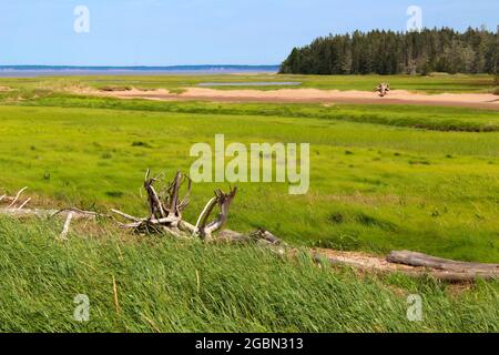 Bois de grève dans les prairies d'une aire de conservation des oiseaux de la baie de Fundy, au Nouveau-Brunswick, Canada Banque D'Images