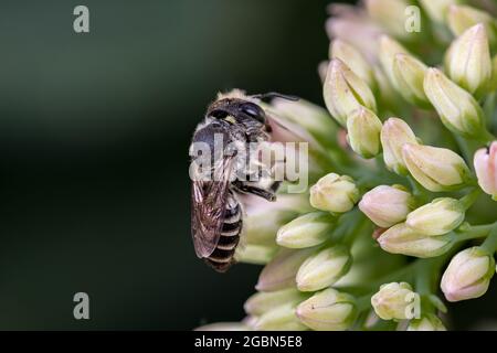 Fleur en forme d'abeille de WESTERN Leafcutter sur Sedum. La conservation des insectes et de la faune, la préservation de l'habitat et le concept de jardin de fleurs d'arrière-cour Banque D'Images