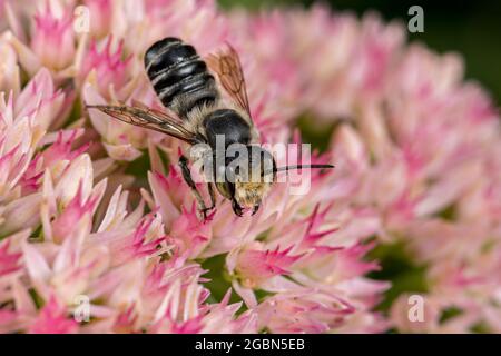 Fleur en forme d'abeille de WESTERN Leafcutter sur Sedum. La conservation des insectes et de la faune, la préservation de l'habitat et le concept de jardin de fleurs d'arrière-cour Banque D'Images