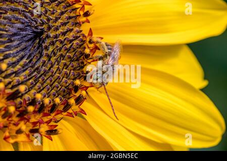 Abeille de tournesol à longues cornes sur une fleur de tournesol. La conservation des insectes et de la faune, la préservation de l'habitat et le concept de jardin de fleurs d'arrière-cour Banque D'Images