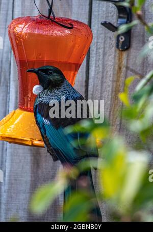 Nouvelle-Zélande Tui dans le jardin de banlieue Banque D'Images