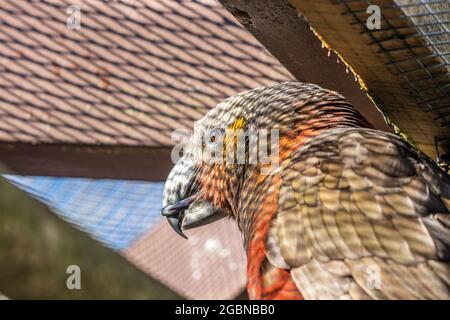 kaka de Nouvelle-Zélande en enceinte à la réserve naturelle de Nga Manu Banque D'Images