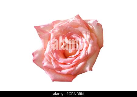 Magnifique rose rose isolée sur fond blanc. Ouvrir complètement la rose douce avec le chemin d'écrêtage. Banque D'Images