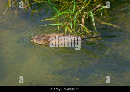 Nage de rats musqués (Ondatra zibethicus) dans les milieux humides habitat d'étang d'East Plum Creek en été, Castle Rock Colorado USA. Photo prise en juillet. Banque D'Images