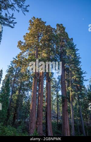 Giant Sequoia, parc national de Kings Canyona, Californie Banque D'Images