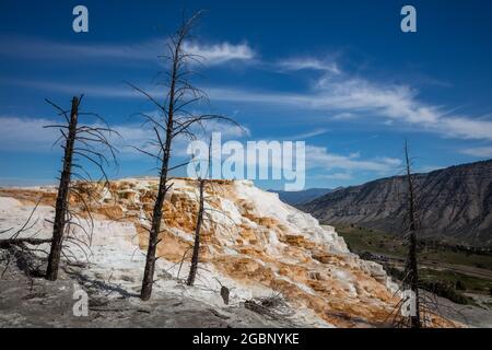 Canary Spring dans les terrasses de Mammoth supérieur, parc national de Yellowstone, Wyoming Banque D'Images