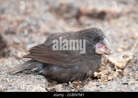 Grand Ground-Finch, la plus grande des finches de Darwin , mangeant une graine sur l'île de Genovesa dans les îles Galapagos. Geospiza magirostris Banque D'Images