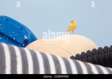 Deux introductions humaines à Midway : un canari est descendu d'oiseaux libérés sur l'île du Pacifique il y a plus d'un siècle perchés sur des débris marins en plastique Banque D'Images