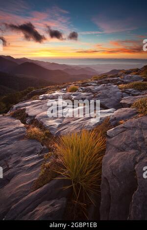 Paysage espagnol (aciphylla) et karstique. Mt Arthur, parc national de Kahurangi, Nouvelle-Zélande Banque D'Images