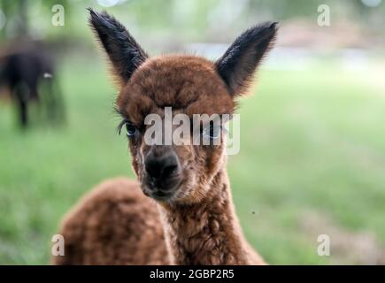 Strubensee, Allemagne. 02 août 2021. Un alpaga se trouve dans le pâturage dans les locaux de l'alpaga reproduisant 'Alpaca nigra' à Strubensee près de Lindow (Mark). Depuis 2009, un troupeau d'environ 70 alpagas s'est rassemblé ici. Ils sont divisés en différents groupes. Les mares et les étalons sont strictement séparés. Des promenades en alpaga sont également proposées en petits groupes de huit animaux. La boutique de la ferme vend des produits en laine d'alpaga particulièrement douce. Credit: Britta Pedersen/dpa-Zentralbild/ZB/dpa/Alay Live News Banque D'Images