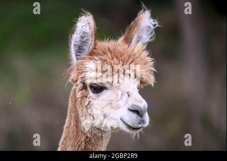 Strubensee, Allemagne. 02 août 2021. Un alpaga se trouve dans le pâturage dans les locaux de l'alpaga reproduisant 'Alpaca nigra' à Strubensee près de Lindow (Mark). Depuis 2009, un troupeau d'environ 70 alpagas s'est rassemblé ici. Ils sont divisés en différents groupes. Les mares et les étalons sont strictement séparés. Des promenades en alpaga sont également proposées en petits groupes de huit animaux. La boutique de la ferme vend des produits en laine d'alpaga particulièrement douce. Credit: Britta Pedersen/dpa-Zentralbild/ZB/dpa/Alay Live News Banque D'Images