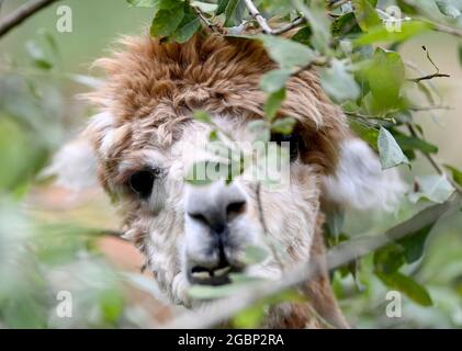 Strubensee, Allemagne. 02 août 2021. Un alpaga se trouve dans le pâturage dans les locaux de l'alpaga reproduisant 'Alpaca nigra' à Strubensee près de Lindow (Mark). Depuis 2009, un troupeau d'environ 70 alpagas s'est rassemblé ici. Ils sont divisés en différents groupes. Les mares et les étalons sont strictement séparés. Des promenades en alpaga sont également proposées en petits groupes de huit animaux. La boutique de la ferme vend des produits en laine d'alpaga particulièrement douce. Credit: Britta Pedersen/dpa-Zentralbild/ZB/dpa/Alay Live News Banque D'Images