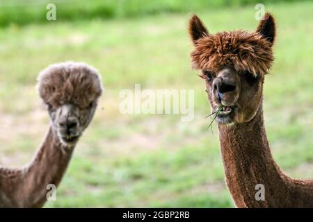 Strubensee, Allemagne. 02 août 2021. Les alpagas se trouvent dans le pâturage dans les locaux de l'alpaga reproduisant 'Alpaca nigra' à Strubensee près de Lindow (Mark). Depuis 2009, un troupeau d'environ 70 alpagas s'est rassemblé ici. Ils sont divisés en différents groupes. Les mares et les étalons sont strictement séparés. Des promenades en alpaga sont également proposées en petits groupes de huit animaux. La boutique de la ferme vend des produits en laine d'alpaga particulièrement douce. Credit: Britta Pedersen/dpa-Zentralbild/ZB/dpa/Alay Live News Banque D'Images