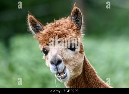 Strubensee, Allemagne. 02 août 2021. Un alpaga sur les terres de l'alpaga nigra 'Alpaca nigra' dans Strubensee près de Lindow (Mark) sur le pâturage. Depuis 2009, un troupeau d'environ 70 alpagas s'est rassemblé ici. Ils sont divisés en différents groupes. Les mares et les étalons sont strictement séparés. Des promenades en alpaga sont également proposées en petits groupes de huit animaux. La boutique de la ferme vend des produits en laine d'alpaga particulièrement douce. Credit: Britta Pedersen/dpa-Zentralbild/ZB/dpa/Alay Live News Banque D'Images