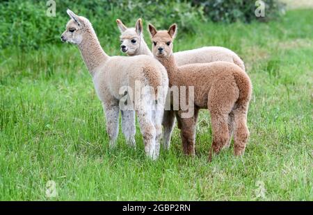 Strubensee, Allemagne. 02 août 2021. Trois poulains d'alpaga se tiennent ensemble dans le pâturage, dans les locaux de l'alpaga reproduisant 'Alpaca nigra' à Strubensee près de Lindow (Mark). Depuis 2009, un troupeau d'environ 70 alpagas s'est rassemblé ici. Ils sont divisés en différents groupes. Les mares et les étalons sont strictement séparés. Des promenades en alpaga sont également proposées en petits groupes de huit animaux. La boutique de la ferme vend des produits en laine d'alpaga particulièrement douce. Credit: Jens Kalaene/dpa-Zentralbild/ZB/dpa/Alay Live News Banque D'Images