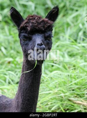 Strubensee, Allemagne. 02 août 2021. Un alpaga mange sur le pâturage dans les locaux de l'alpaga reproduisant 'Alpaca nigra' à Strubensee près de Lindow (Mark). Depuis 2009, un troupeau d'environ 70 alpagas s'est rassemblé ici. Ils sont divisés en différents groupes. Les mares et les étalons sont strictement séparés. Des promenades en alpaga sont également proposées en petits groupes de huit animaux. La boutique de la ferme vend des produits en laine d'alpaga particulièrement douce. Credit: Jens Kalaene/dpa-Zentralbild/ZB/dpa/Alay Live News Banque D'Images