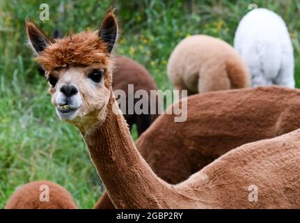 Strubensee, Allemagne. 02 août 2021. Les alpagas se trouvent dans le pâturage dans les locaux de l'alpaga reproduisant 'Alpaca nigra' à Strubensee près de Lindow (Mark). Depuis 2009, un troupeau d'environ 70 alpagas s'est rassemblé ici. Ils sont divisés en différents groupes. Les mares et les étalons sont strictement séparés. Des promenades en alpaga sont également proposées en petits groupes de huit animaux. La boutique de la ferme vend des produits en laine d'alpaga particulièrement douce. Credit: Jens Kalaene/dpa-Zentralbild/ZB/dpa/Alay Live News Banque D'Images