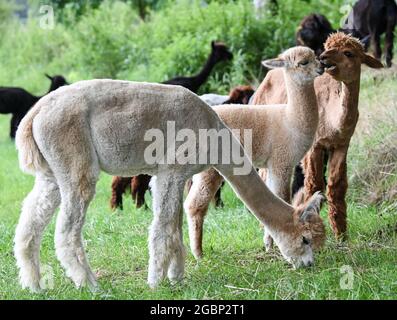 Strubensee, Allemagne. 02 août 2021. Les alpagas se tiennent avec leurs poulains dans le pâturage, dans les locaux de la reproduction alpaga 'Alpaca nigra' à Strubensee près de Lindow (Mark). Depuis 2009, un troupeau d'environ 70 alpagas s'est rassemblé ici. Ils sont divisés en différents groupes. Les mares et les étalons sont strictement séparés. Des promenades en alpaga sont également proposées en petits groupes de huit animaux. La boutique de la ferme vend des produits en laine d'alpaga particulièrement douce. Credit: Jens Kalaene/dpa-Zentralbild/ZB/dpa/Alay Live News Banque D'Images