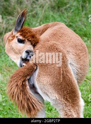 Strubensee, Allemagne. 02 août 2021. Un alpaga sur les terres de l'alpaga nigra 'Alpaca nigra' dans Strubensee près de Lindow (Mark) sur le pâturage. Depuis 2009, un troupeau d'environ 70 alpagas s'est rassemblé ici. Ils sont divisés en différents groupes. Les mares et les étalons sont strictement séparés. Des promenades en alpaga sont également proposées en petits groupes de huit animaux. La boutique de la ferme vend des produits en laine d'alpaga particulièrement douce. Credit: Jens Kalaene/dpa-Zentralbild/ZB/dpa/Alay Live News Banque D'Images