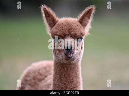 Strubensee, Allemagne. 02 août 2021. Un alpaga se trouve dans le pâturage dans les locaux de l'alpaga reproduisant 'Alpaca nigra' à Strubensee près de Lindow (Mark). Depuis 2009, un troupeau d'environ 70 alpagas s'est rassemblé ici. Ils sont divisés en différents groupes. Les mares et les étalons sont strictement séparés. Des promenades en alpaga sont également proposées en petits groupes de huit animaux. La boutique de la ferme vend des produits en laine d'alpaga particulièrement douce. Credit: Britta Pedersen/dpa-Zentralbild/ZB/dpa/Alay Live News Banque D'Images