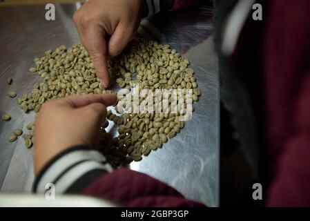 Franca, Brésil. 04e août 2021. Un spécialiste analyse les grains de café arabica vus sur le tableau de sélection d'une ferme dans la région d'Alta Mogiana, Franca, Sao Paulo, Brésil, le 4 août, 2021. Le prix du café a fortement augmenté après une longue période de sécheresse et de gel qui a frappé les plantations, ce qui a nui à la production de grains de café. (Photo par Igor do Vale/Sipa USA) crédit: SIPA USA/Alay Live News Banque D'Images