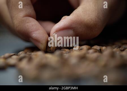 Franca, Brésil. 04e août 2021. Un spécialiste analyse les grains de café arabica vus sur le tableau de sélection d'une ferme dans la région d'Alta Mogiana, Franca, Sao Paulo, Brésil, le 4 août, 2021. Le prix du café a fortement augmenté après une longue période de sécheresse et de gel qui a frappé les plantations, ce qui a nui à la production de grains de café. (Photo par Igor do Vale/Sipa USA) crédit: SIPA USA/Alay Live News Banque D'Images