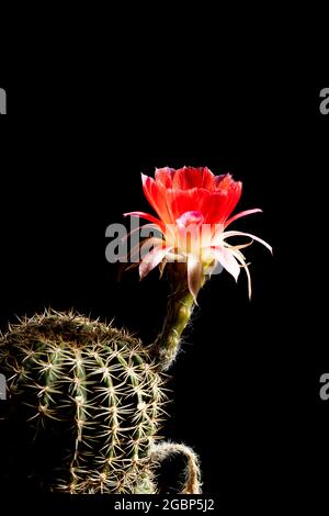 De belles fleurs de cactus de lobivia colorées fleurissent dans le jardin. Banque D'Images