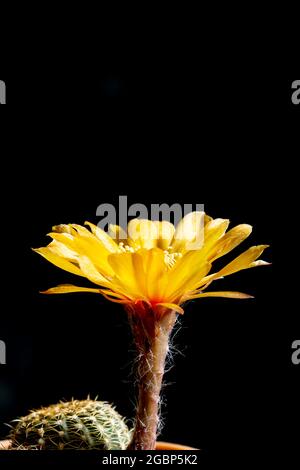 De belles fleurs de cactus de lobivia colorées fleurissent dans le jardin. Banque D'Images