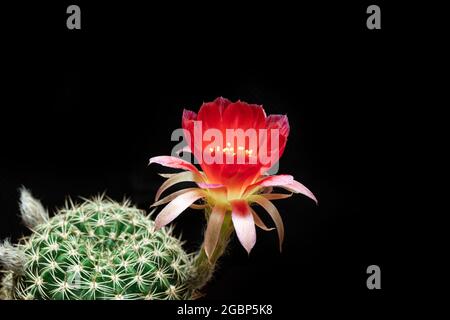 De belles fleurs de cactus de lobivia colorées fleurissent dans le jardin. Banque D'Images