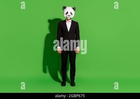 Photo de l'homme d'affaires confiant posant regarder caméra porter tête panda noir costume isolé sur fond vert couleur Banque D'Images