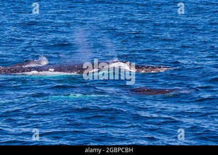 Baleines à bosse voyageant vers le nord sur leur migration de 10,000 km Banque D'Images