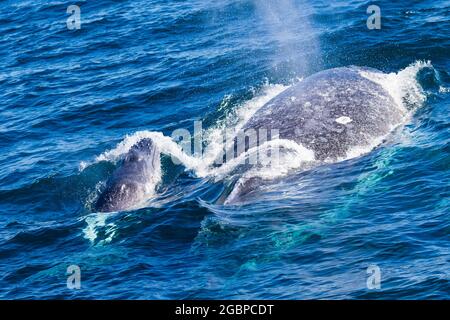 Baleines à bosse voyageant vers le nord sur leur migration de 10,000 km Banque D'Images