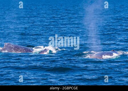 Baleines à bosse voyageant vers le nord sur leur migration de 10,000 km Banque D'Images